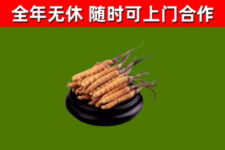 历下烟酒回收冬虫夏草.jpg